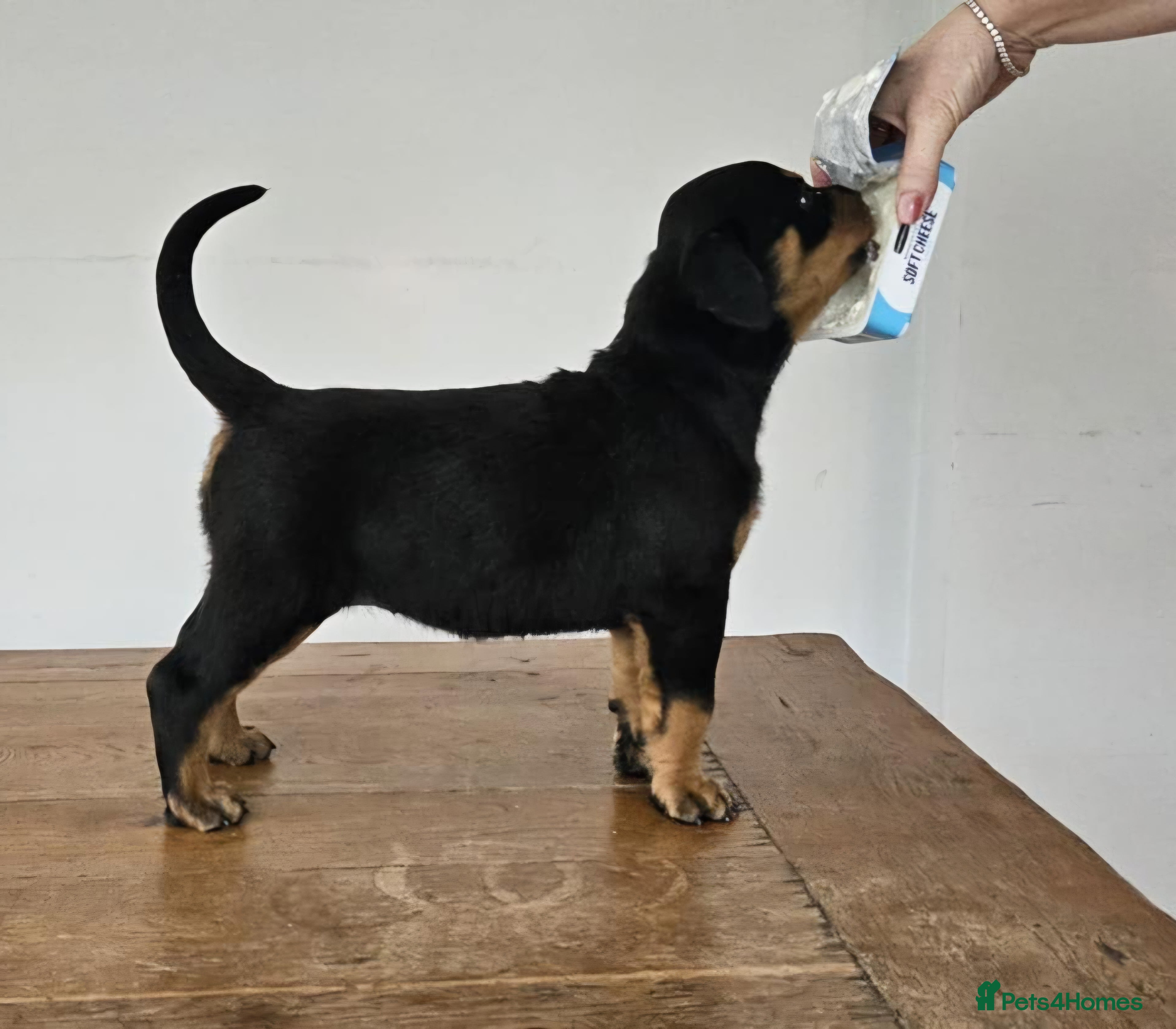 Rottweiler dogs Suberbly Bred KC Registered Rottweiler Puppies  - Advert 17