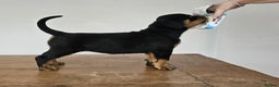 Rottweiler dogs for sale: Suberbly Bred KC Registered Rottweiler Puppies  - Advert 1