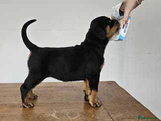 Rottweiler dogs Suberbly Bred KC Registered Rottweiler Puppies - Advert 2