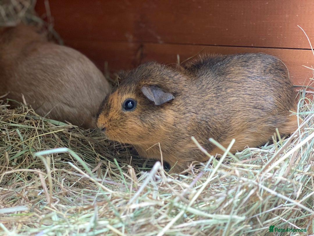 Guinea Pig rodents for sale: Beautiful mix of female Guineapigs  - Image 10