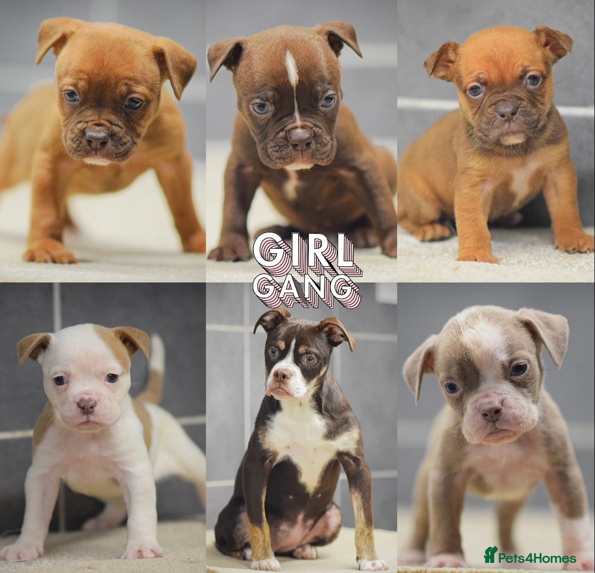 Old Tyme Bulldog dogs 5⭐️RATED COUNCIL APPROVED💥LICENSED 23 YEAR EXPERT - Advert 4