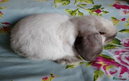 Mini Lop rabbits for sale: Pedigree Mini Lops - Image 3