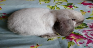 Mini Lop rabbits - Advert 7