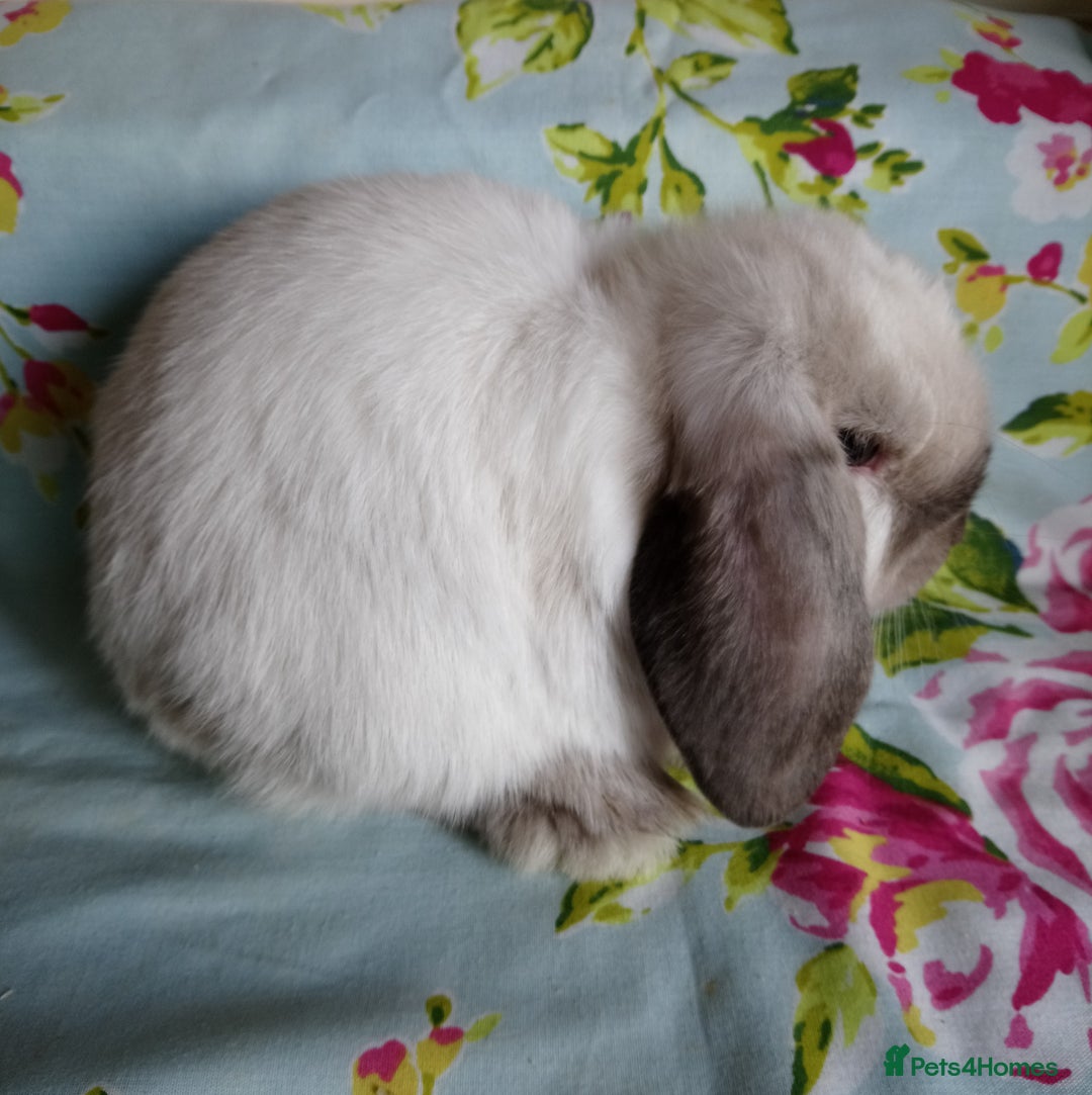 Mini Lop rabbits for sale: Pedigree Mini Lops - Image 3