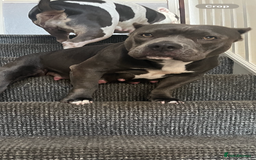 American Bully dogs for sale: Pocket bullies puppies for sale - Image 14