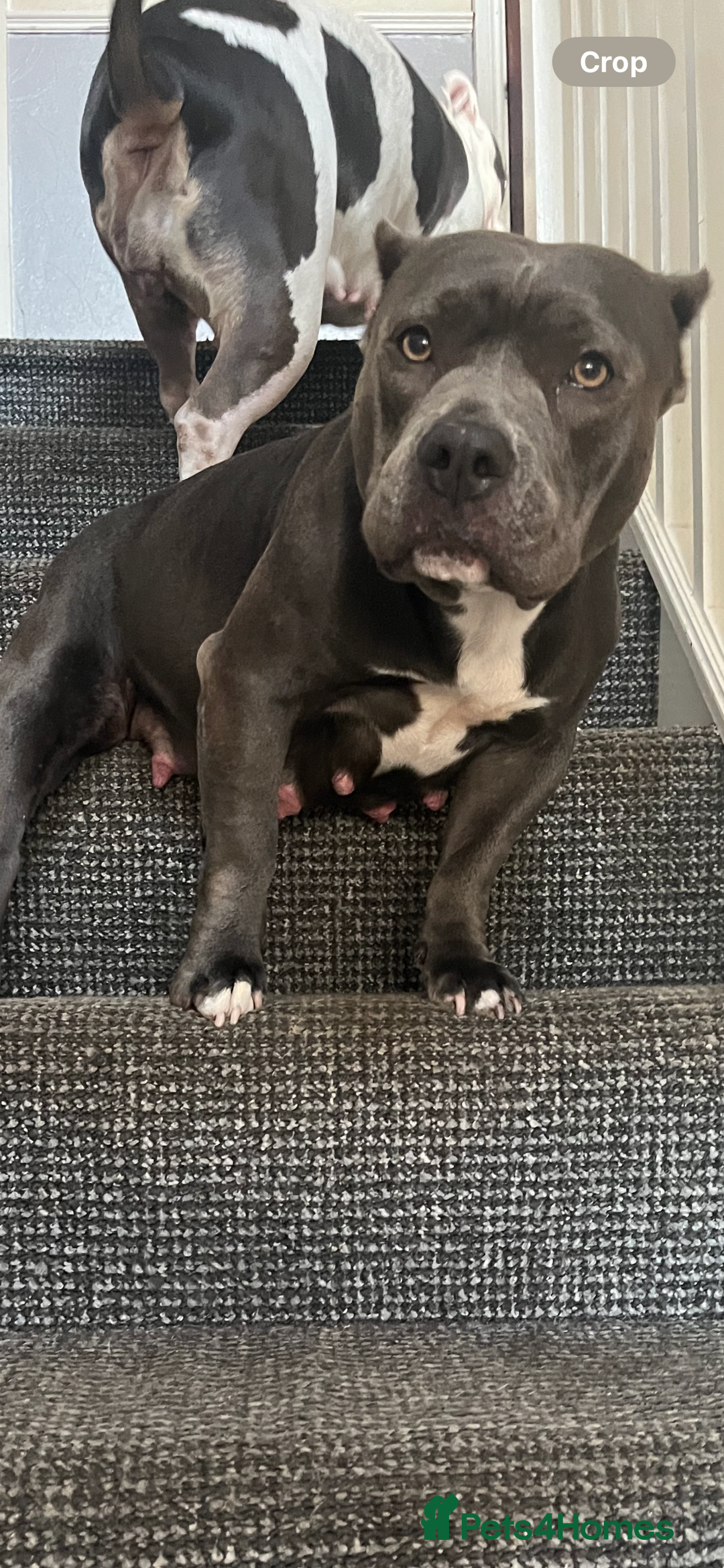 American Bully dogs for sale: Pocket bullies puppies for sale - Image 14
