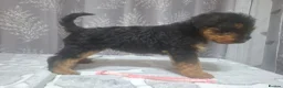 Airedale Terrier dogs for sale: Gorgeous Airedale Litter! - Advert 21