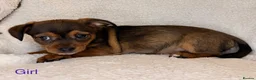 Mixed Breed dogs for sale: Jack Russell x terrier  - Advert 7