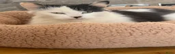British Longhair cats for sale: British longhair kittens  - Advert 3