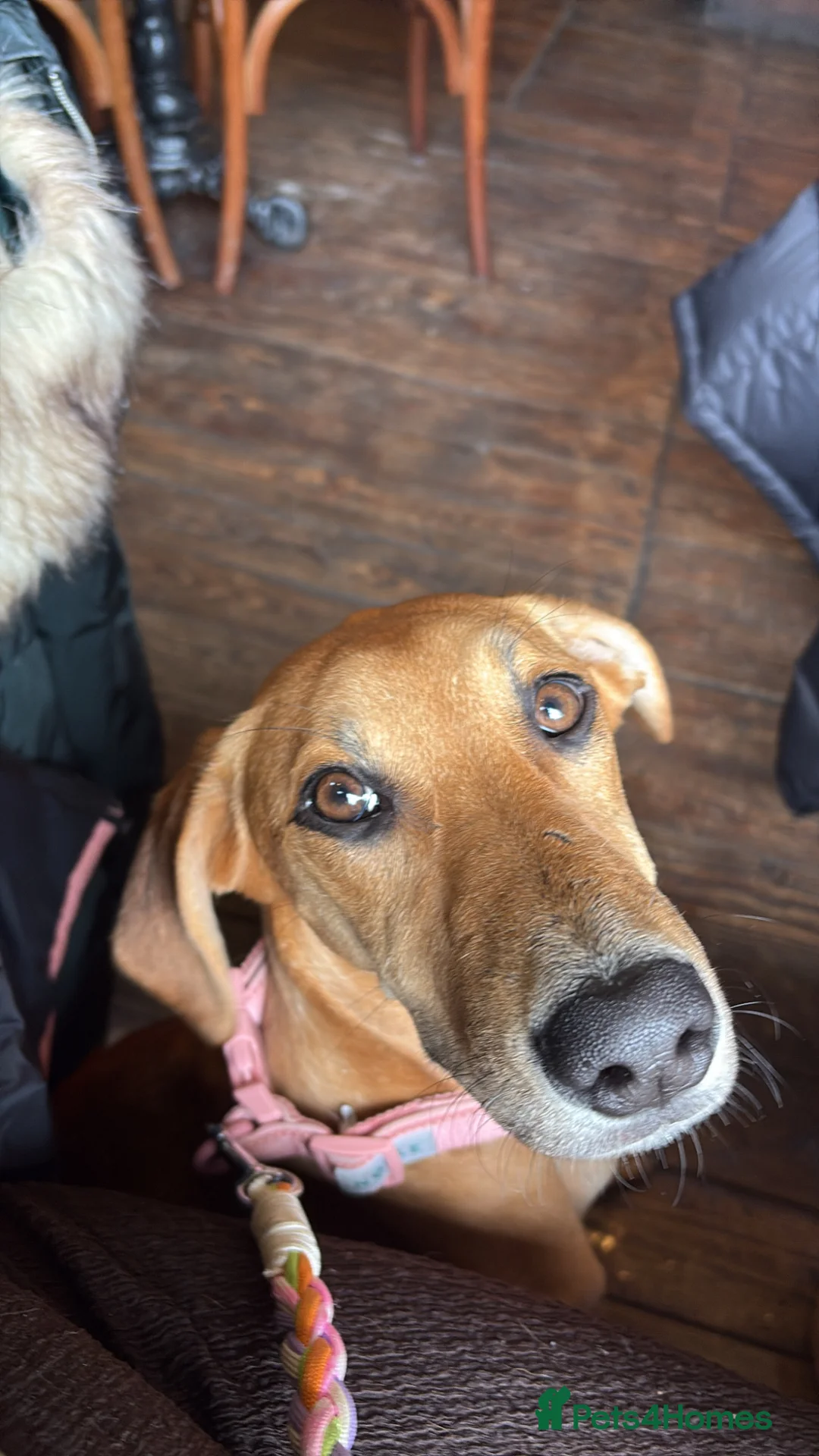 Lurcher dogs for sale: Lurcher - salukixgreyhoundxbullterrier - Advert 3