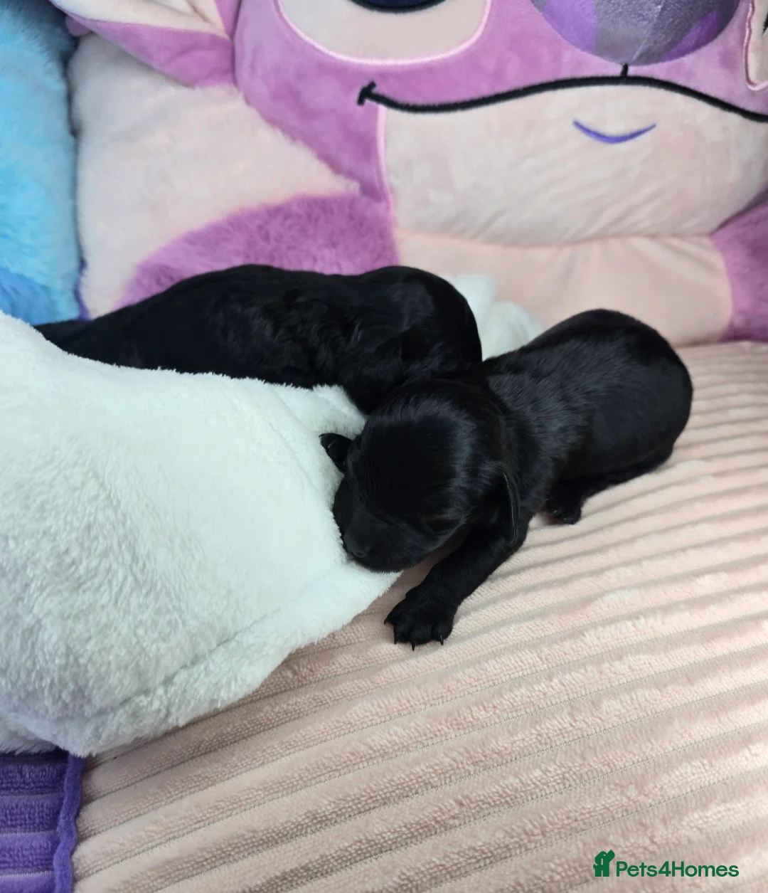 Cavapoo dogs for sale: 🩷🩵SMALL TOY🐶CAVAPOO PUPS🐶HEALTH DNA TESTED🩵🩷 - Advert 24