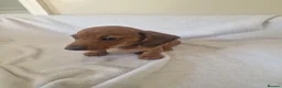 Miniature Dachshund dogs for sale: Beautiful miniature daschunds  - Advert 14