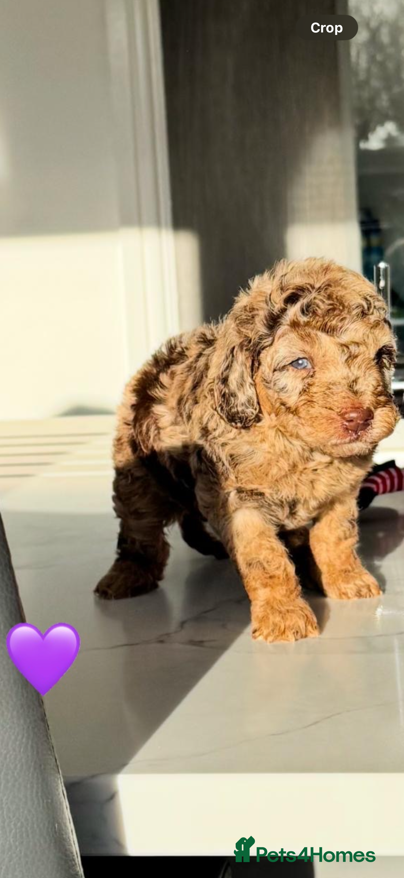 Cockapoo dogs Gorgeous Chocolate Cockapoo litter  - Advert 5