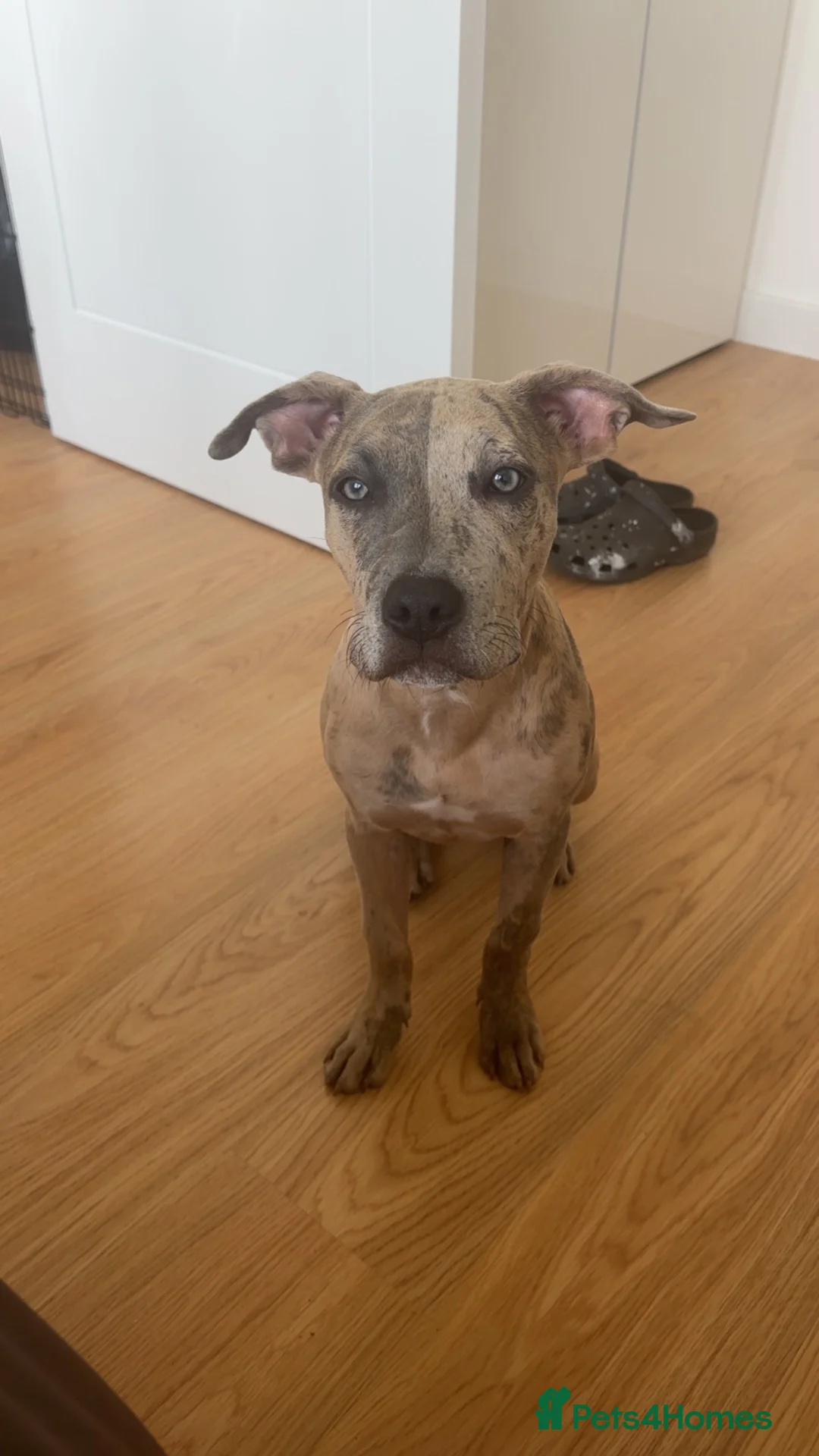 Mixed Breed dogs for sale: Beautiful Puppy Looking for Her Forever Home - Advert 2