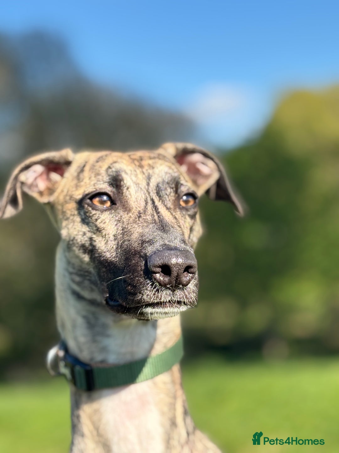 Mixed Breed dogs for sale: Suki. - Image 3