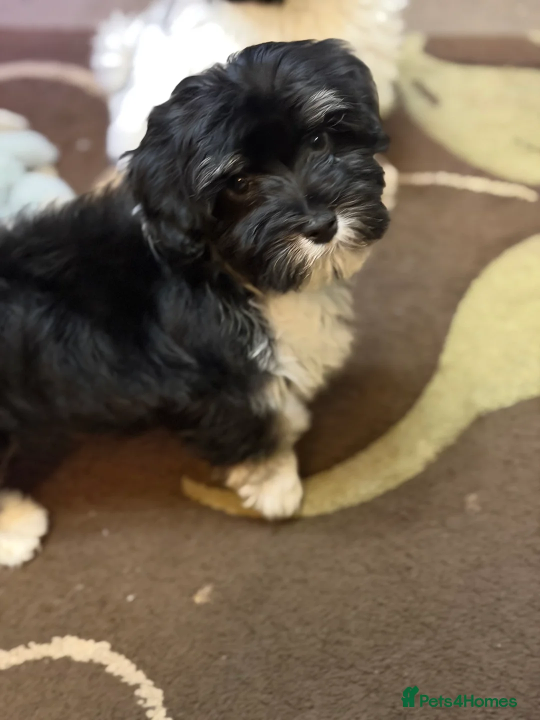 Havanese dogs for sale: ***Beautiful Havanese Puppies *** - Advert 8