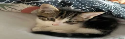 British Shorthair cats for sale: British Shorthair cross Kittens.Ready now.   - Advert 11
