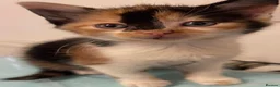 Mixed Breed cats for sale: Beautiful Calico kittens  in Bristol - Advert 1