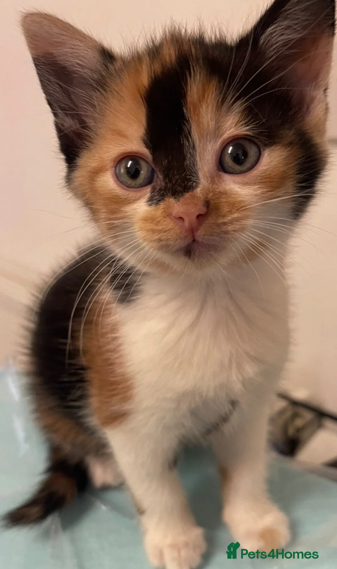 Mixed Breed cats for sale: Beautiful Calico kittens  in Bristol - Advert 1