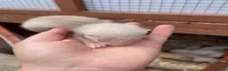 Ferret rodents for sale: 6 Standard size Working Ferret’s for sale - Advert 5