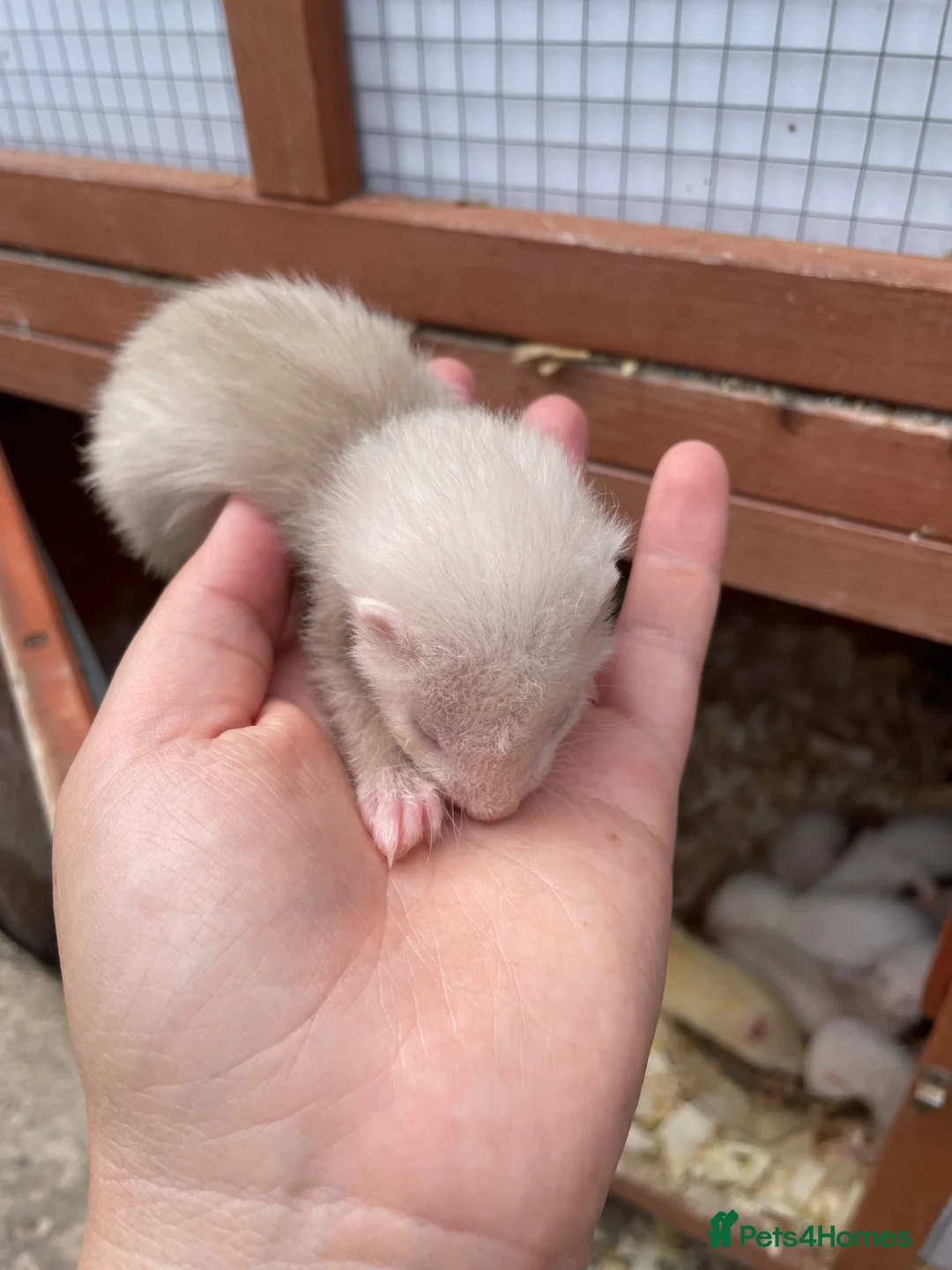 Ferret rodents for sale: 6 Standard size Working Ferret’s for sale - Advert 5