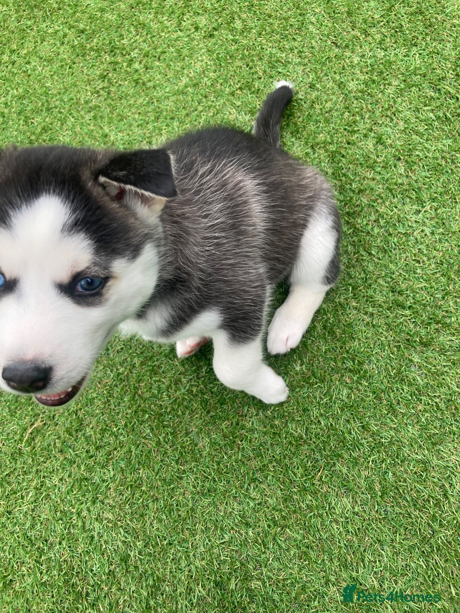 Siberian Husky dogs Stunning Siberian Huskies  - Advert 2