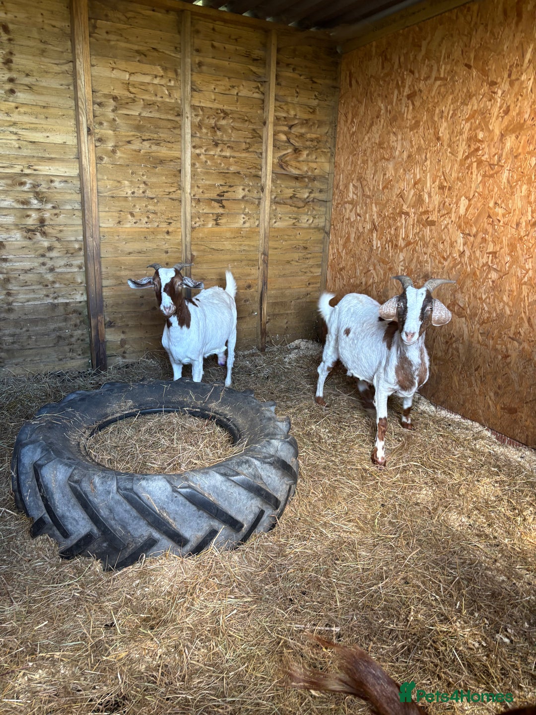 Goats livestock for sale: 3 very friendly goats - Advert 2