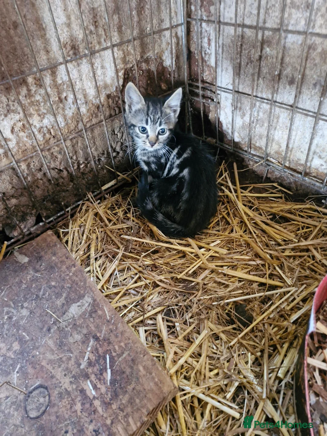 Mixed Breed cats for sale: Beautiful tabby girl  - Advert 1