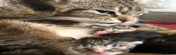 Mixed Breed cats for sale: Beautiful kittens x 3  - Advert 4
