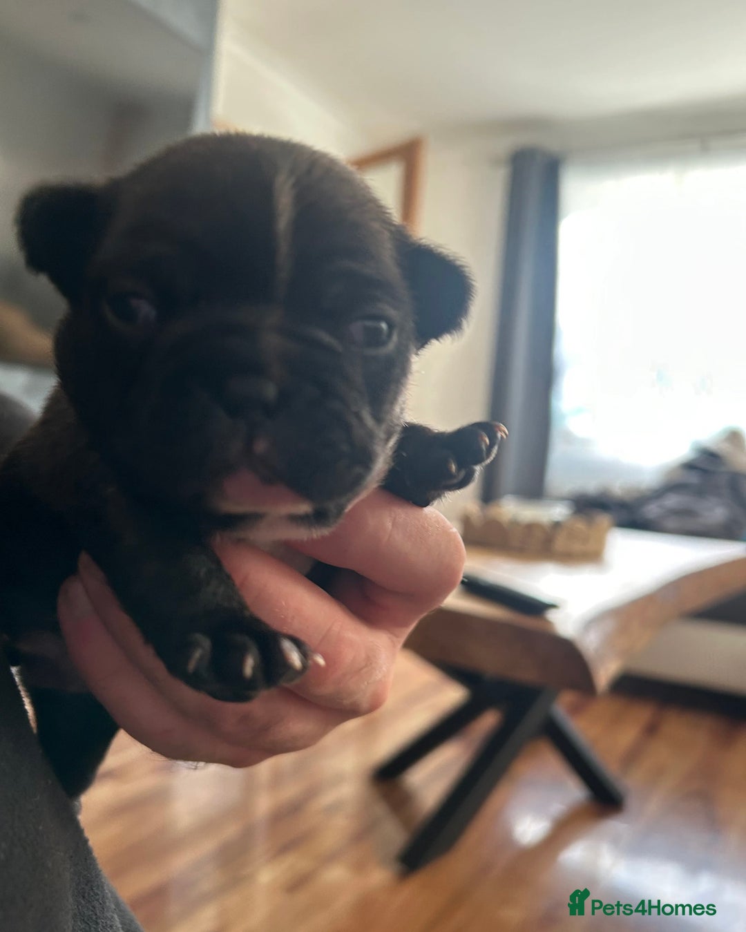 French Bulldog dogs for sale: French bulldogs ready for 12 January  - Advert 1