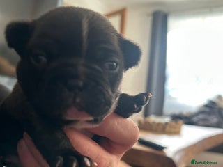 French Bulldog dogs French bulldogs ready for 12 January - Advert 4