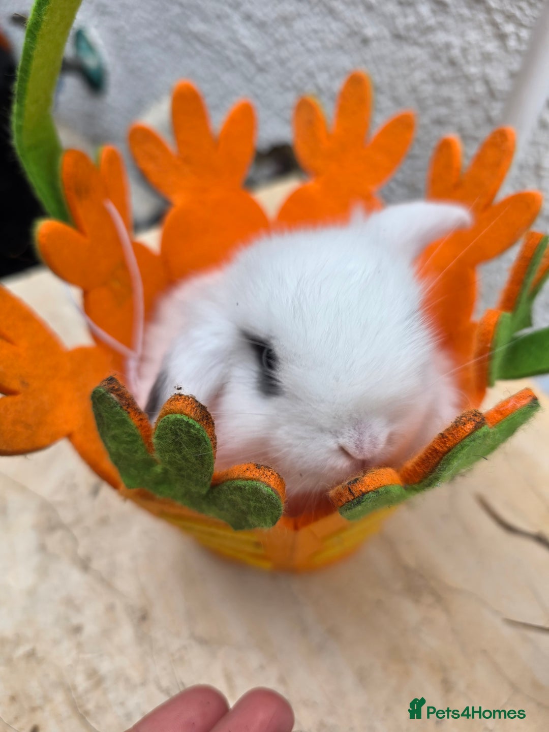 Mini Lop rabbits for sale: Full Mini Lop - Image 5