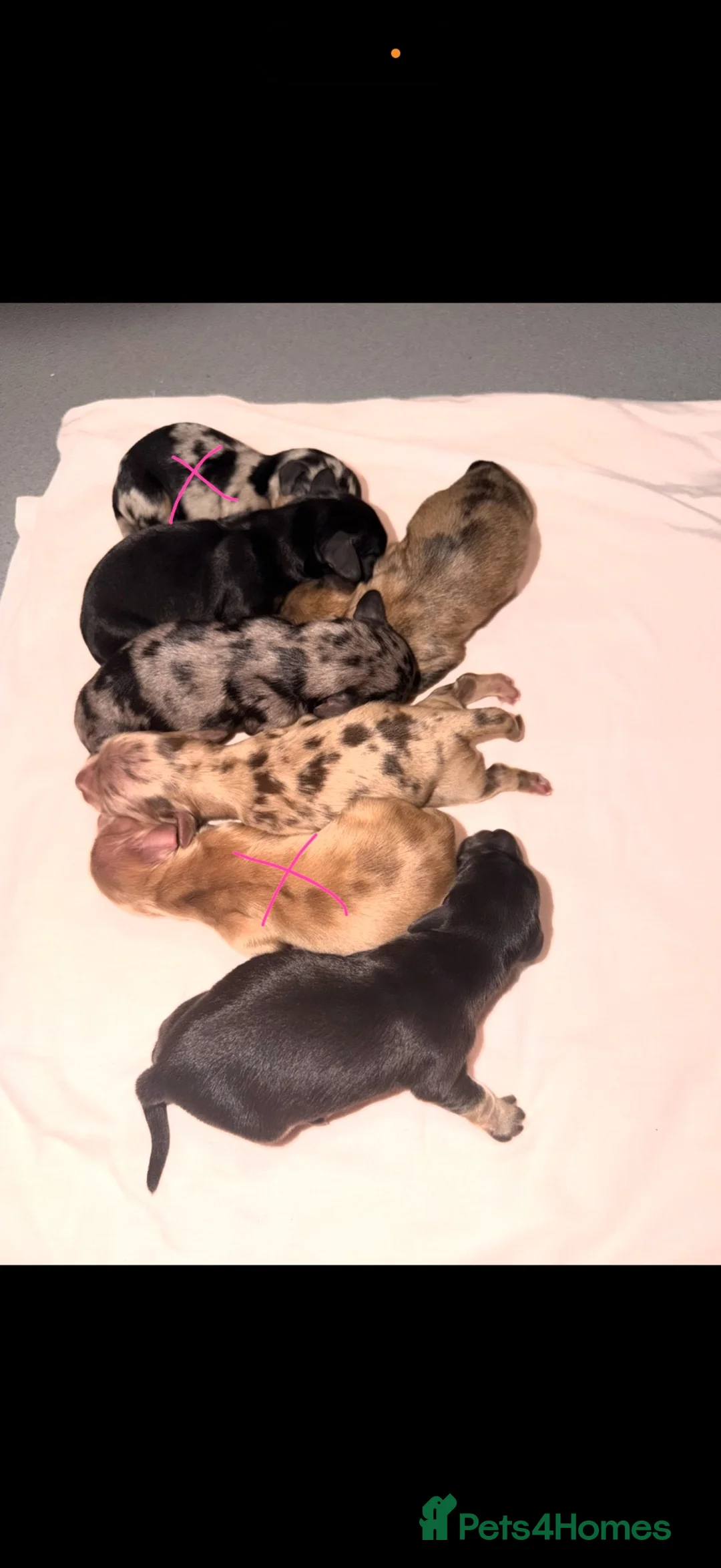 Miniature Dachshund dogs for sale: Beautiful Miniature Dachshund Puppies in Ipswich - Advert 2