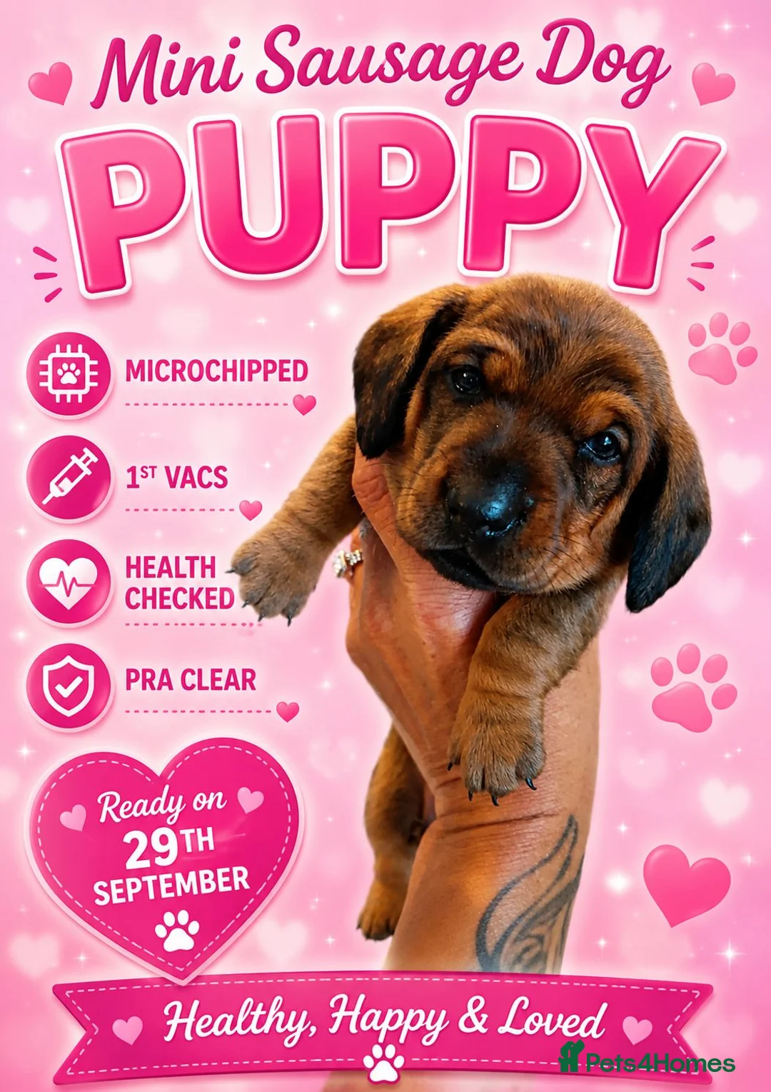 Miniature Dachshund dogs for sale: MINI DACHSHUND PUPS. PRA CLEAR.  - Advert 32