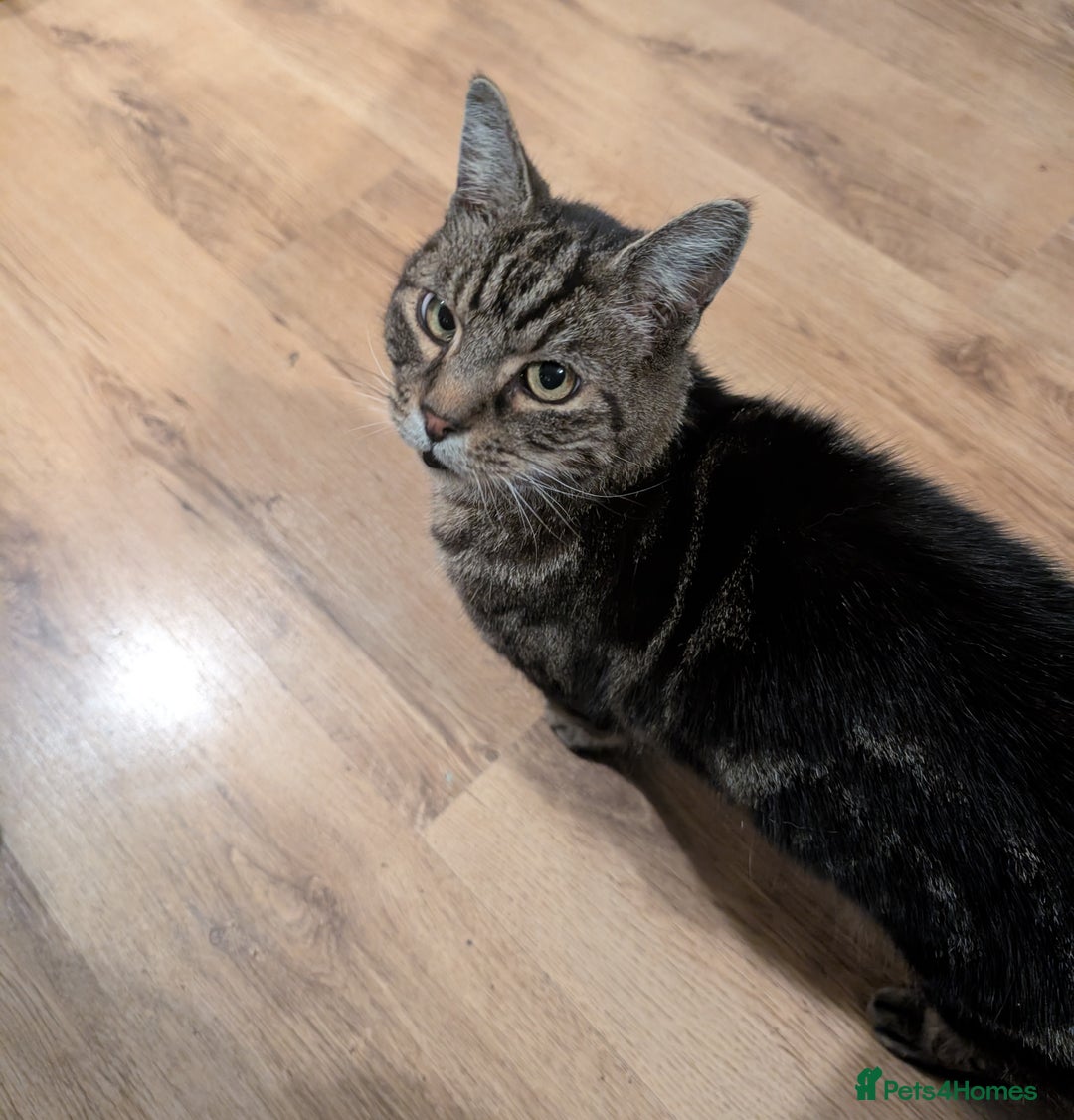 British Shorthair cats for sale: Male British shorthaired tabby  - Image 4