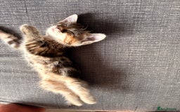 Siamese cats for sale: Lynx point Siamese  - Image 3