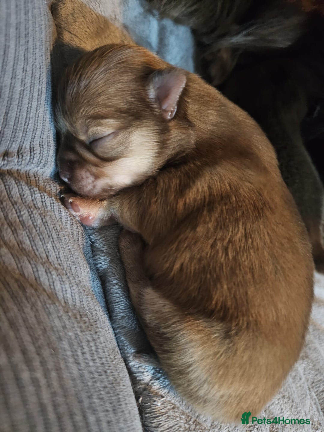 Chihuahua dogs for sale: Long hair tri chocolate apple head chihuahuas  - Advert 8