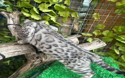 Bengal cats for sale: Unbelievably friendly TICA reg kittens  - Image 16