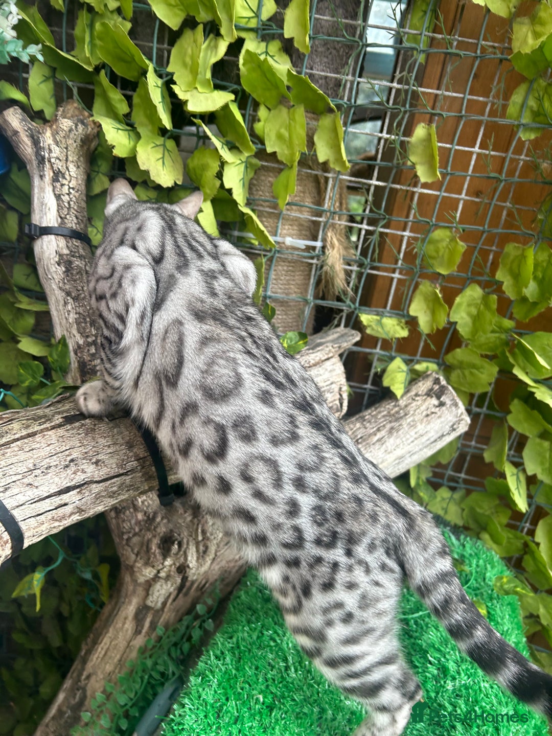 Bengal cats for sale: Unbelievably friendly TICA reg kittens  - Image 16