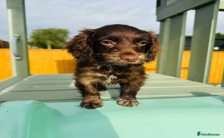 Cockapoo dogs - Advert 7