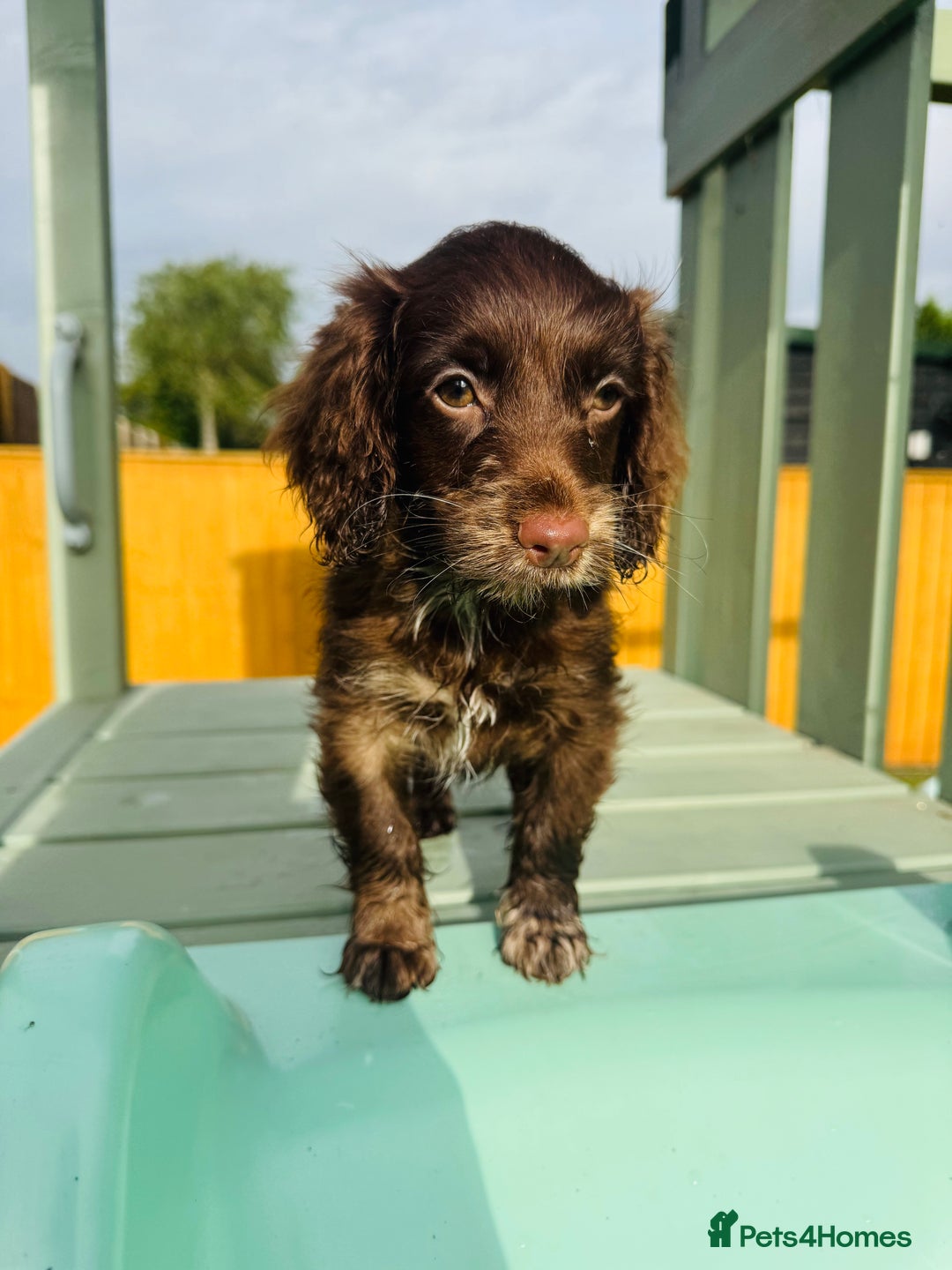 Cockapoo dogs for sale: Chocolate Merle Cockapoo Babies 🐾🐾🐾 - Image 1
