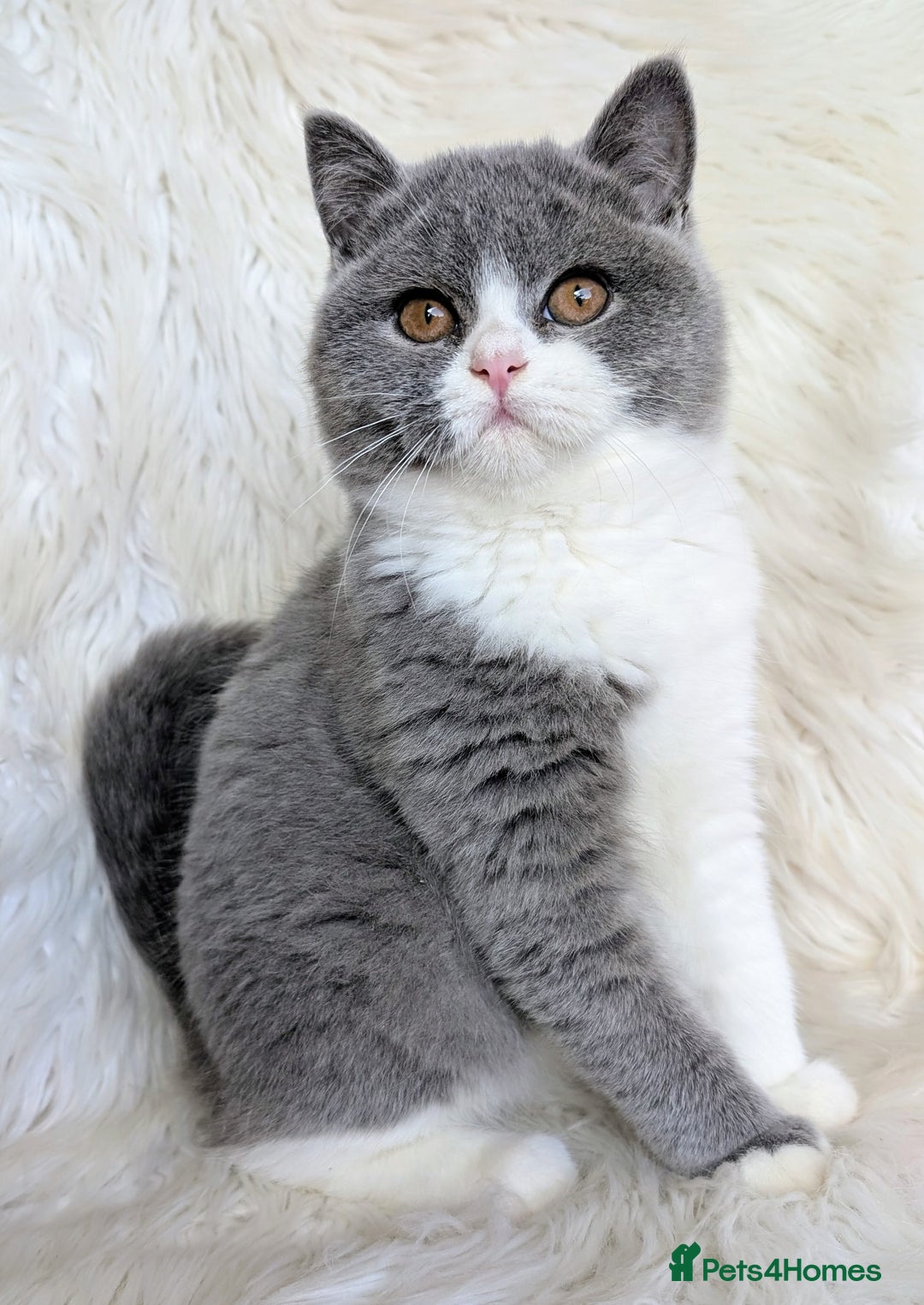 British Shorthair cats for sale: Amazing loving British shorthair kittens  - Advert 29