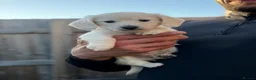 Miniature Dachshund dogs for sale: KC Reg Long haired intense cream mini dachshund  - Advert 9