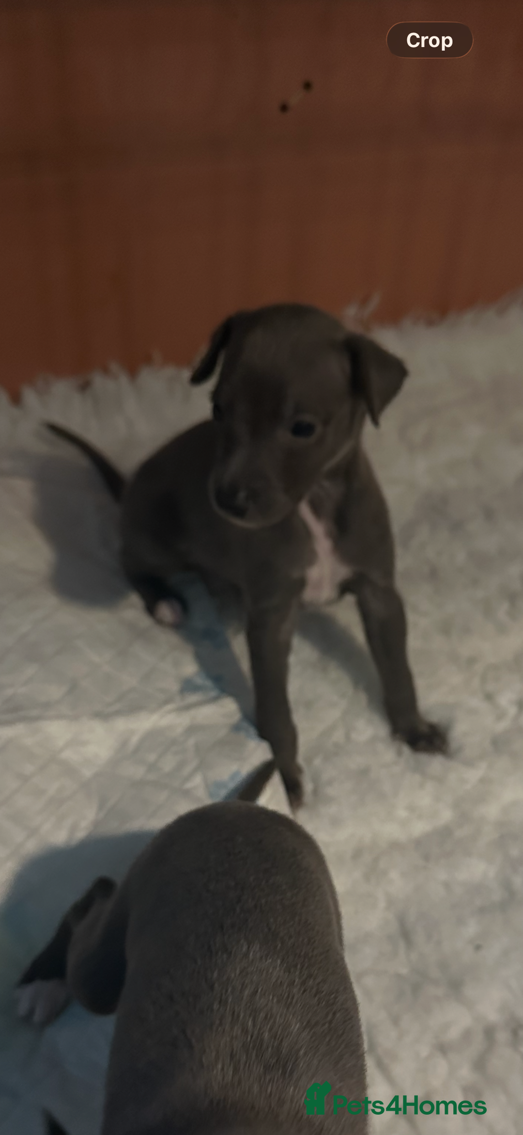 Mixed Breed dogs for sale: Whippet x Italian Greyhound Pups - Advert 17