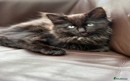 European cats for sale: 2 kittens for sale  - Image 2