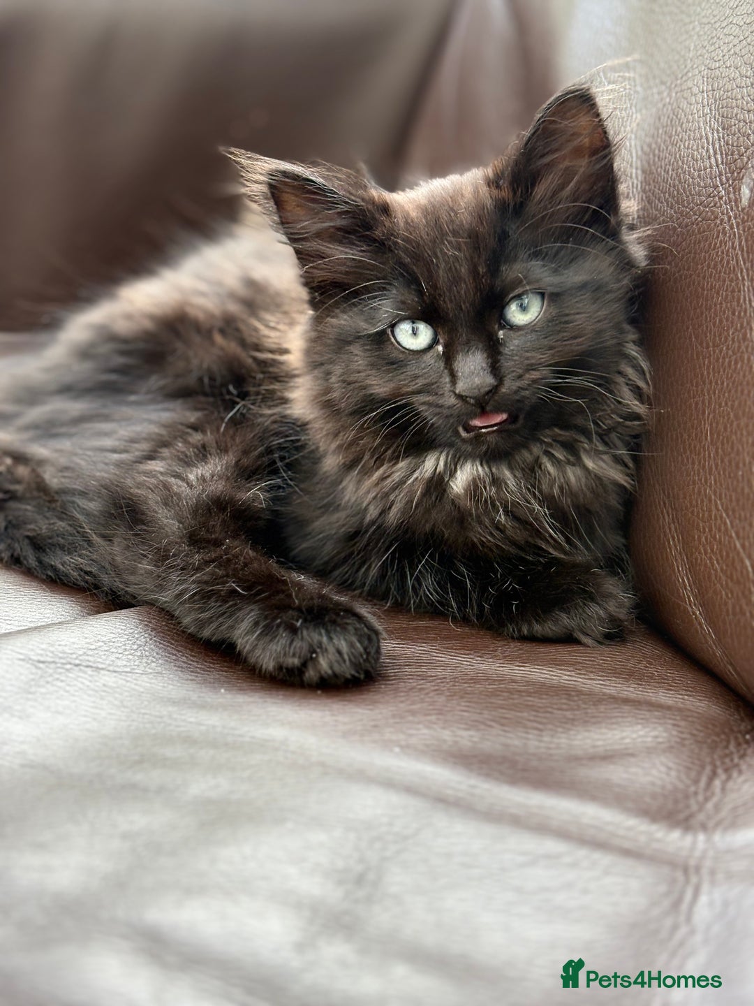 European cats for sale: 2 kittens for sale  - Image 2