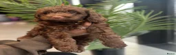 Cockapoo dogs for sale: F2 beautiful cockapoo puppies  in Leamington Spa - Advert 19