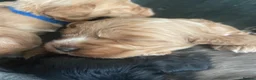 Cockapoo dogs for sale: Cockapoo puppies - Advert 8
