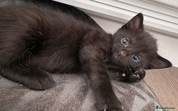 American Shorthair cats for sale: Kittens for sale boys and girls. - Image 15