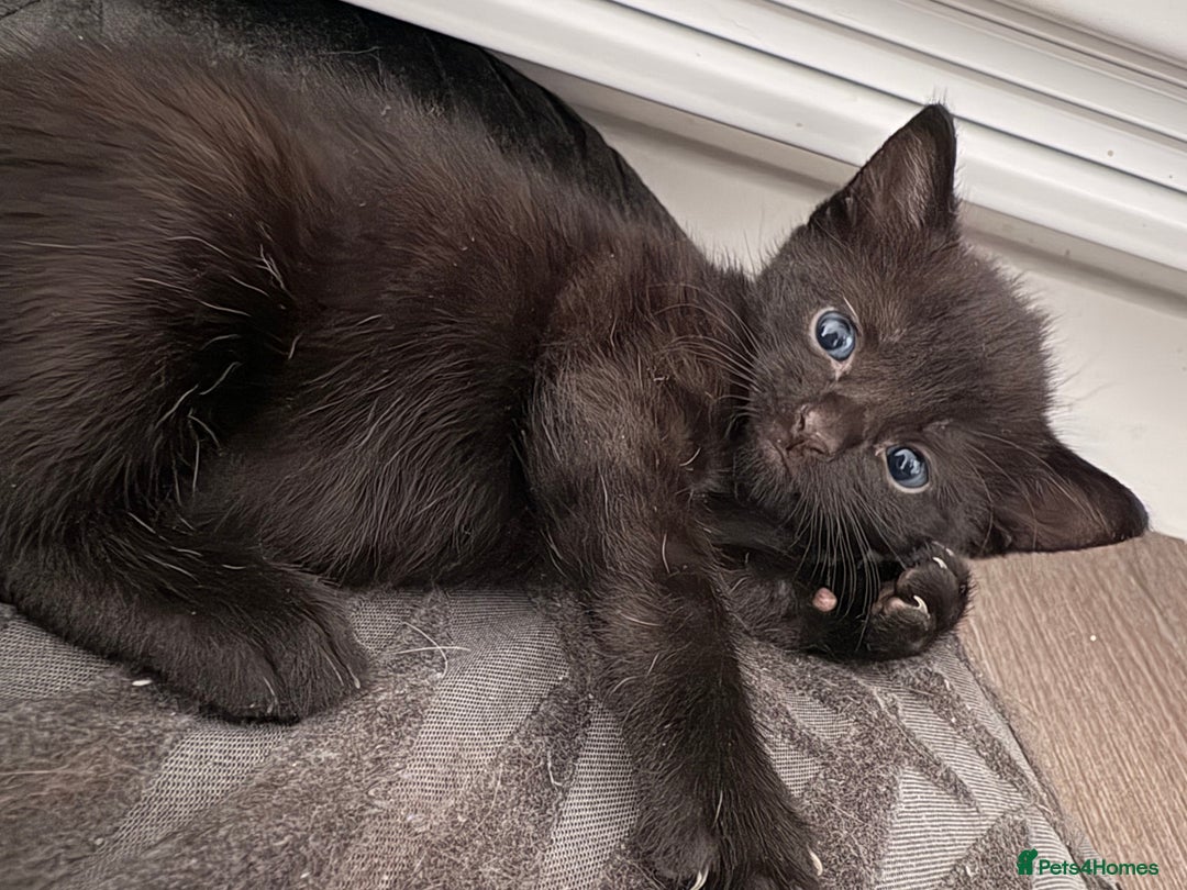 American Shorthair cats for sale: Kittens for sale boys and girls. - Image 15